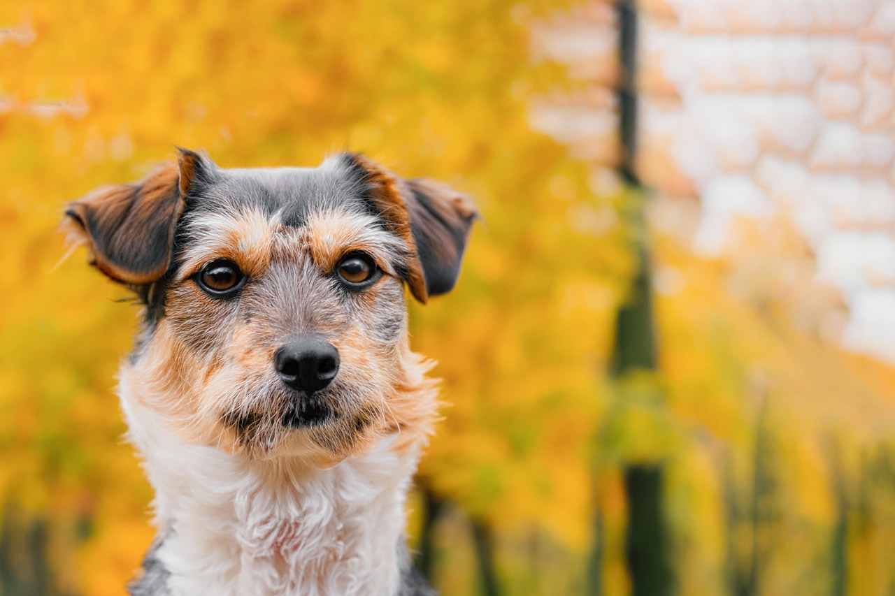 Don't be caught without your pets favorite shampoo!
