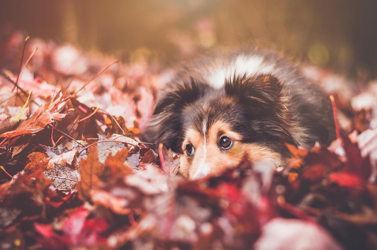 Your favorite All in One Conditioner doubles as a static controlling de-matting spray. Leave the dirt and dead hair outside and bring in a fresh smelling pup!